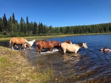 A imagem retrata uma cena serena de cinco cavalos entrando em um lago, com uma pessoa nadando por perto, cercada por árvores exuberantes e um céu azul claro.