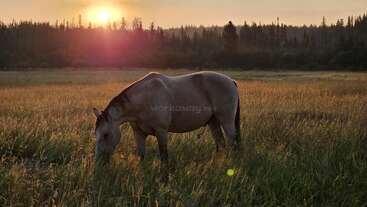 A imagem retrata uma cena serena de um cavalo pastando em uma área cercada, com um corpo de água visível ao fundo, evocando uma sensação de tranquilidade e beleza natural.