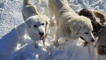 A imagem mostra três cães, dois com pelo branco e um com pelo marrom, em uma fila, com o cão marrom no meio. O plano de fundo é um piso de cor clara.