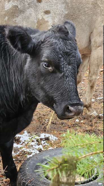 A imagem mostra uma vaca preta em frente a uma vaca bronzeada, com um pneu e agulhas de pinheiro no chão e um pequeno galho de árvore em primeiro plano.