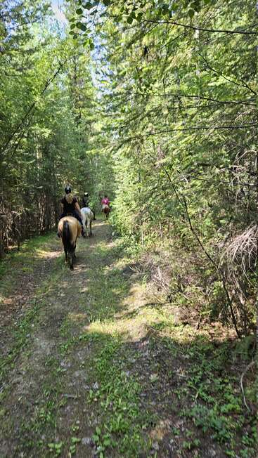 A imagem retrata uma cena serena na floresta com três cavaleiros em um caminho de terra, cercados por árvores exuberantes e vegetação, evocando uma sensação de tranquilidade e aventura.