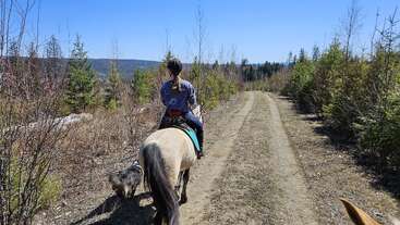 Uma pessoa está montada em um cavalo, com uma trilha de terra visível atrás dela. O cavalo é marrom e o cavaleiro está usando um capacete. O fundo é um campo gramado.