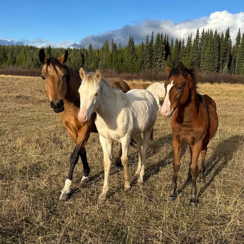 A imagem mostra três cavalos parados em um campo, com dois cavalos marrons ladeando um cavalo branco, tendo como pano de fundo árvores e um céu azul com nuvens.