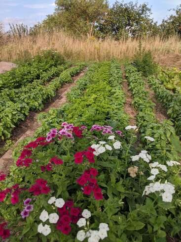 Um jardim exuberante apresenta fileiras de vegetais verdes, flores vermelhas, roxas e brancas vibrantes em primeiro plano, cercadas por grama alta e árvores.