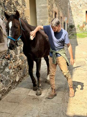 Un hombre acicala a un caballo marrón oscuro con una mancha blanca en la cara. Están en un camino de piedra junto a un muro rústico.
