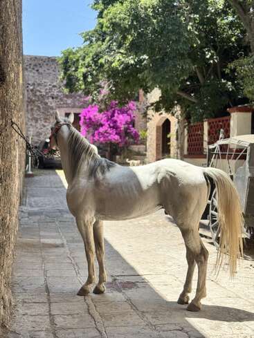 A beautiful white horse stands tied to a stone wall in a sunlit cobblestone street, with vibrant magenta flowers and leafy trees in the background.