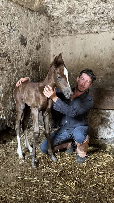 A man kneels in a rustic stable beside a young brown foal with a white blaze, gently holding and comforting it amid straw-covered ground.