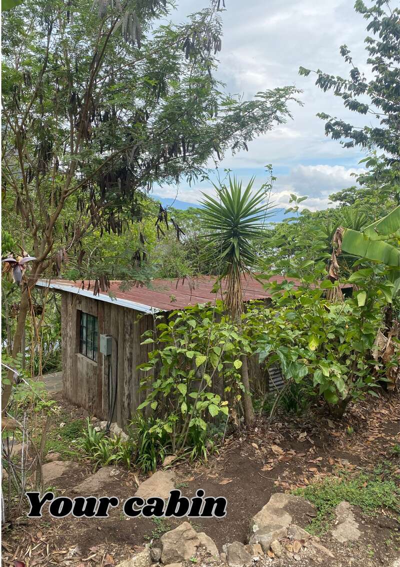 A rustic wooden cabin with a red roof nestles among lush green trees and plants, creating a peaceful, secluded retreat in a jungle-like environment. "Your cabin."