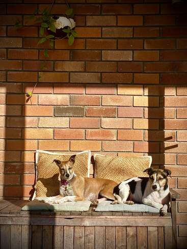 Deux chiens se prélassent confortablement sur des coussins adossés à un mur de briques, profitant de la chaleur du soleil. Une plante suspendue ajoute une touche de verdure au-dessus, créant une scène paisible et chaleureuse.