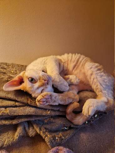 A curly-haired, cream-colored cat lounges on a soft, sequin-dotted blanket. The cat is lying on its side, looking up with big, curious eyes.