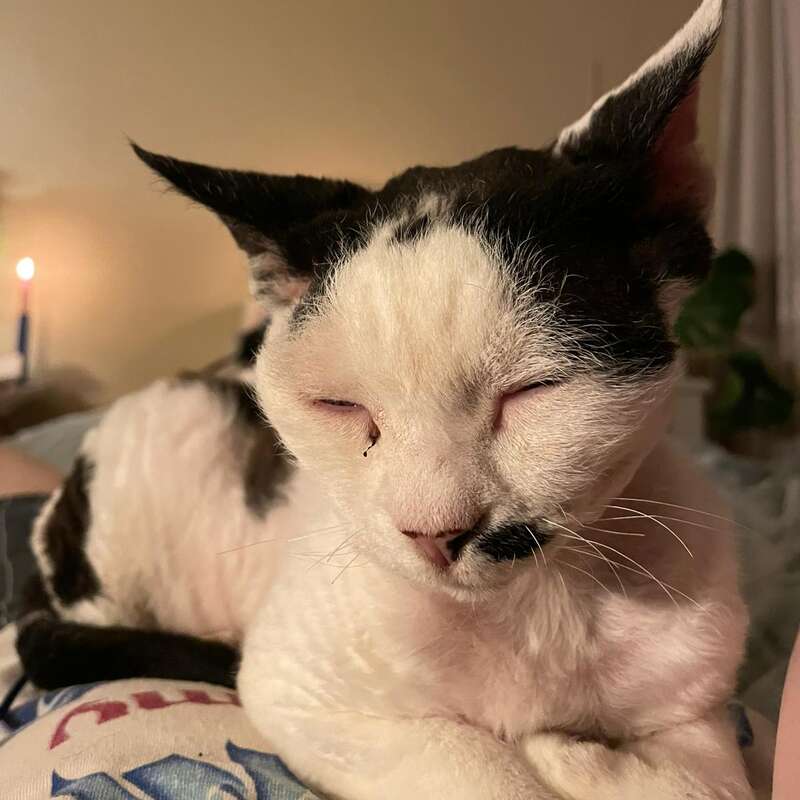 A close-up photo of a cat with closed eyes and relaxed expression. The lighting is warm and cozy, with a candle glowing softly in the background.