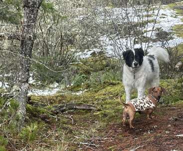 Zwei Hunde stehen auf einem moosigen, teilweise schneebedeckten Waldboden. Der größere Hund ist schwarz-weiß, während der kleinere Dackel einen Pullover trägt. Friedliche Umgebung.