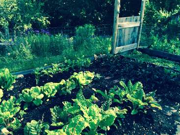 The image depicts a lush garden bed, featuring leafy greens and a wooden gate, surrounded by a wire fence and trees in the background.