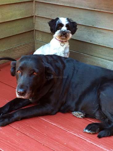 The image depicts two dogs on a red deck, with a black dog in the foreground and a white dog with black ears in the background.