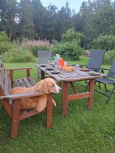 Ein goldfarbener Hund ruht sich auf einer Holzbank neben einem gedeckten Picknicktisch aus, umgeben von üppigem Grün und Bäumen in einem ruhigen Garten.