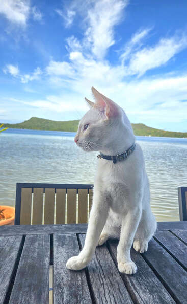 Un chat blanc avec un collier est assis sur une table en bois au bord d'un lac, regardant de côté. Le ciel bleu et les collines vertes créent un arrière-plan paisible.