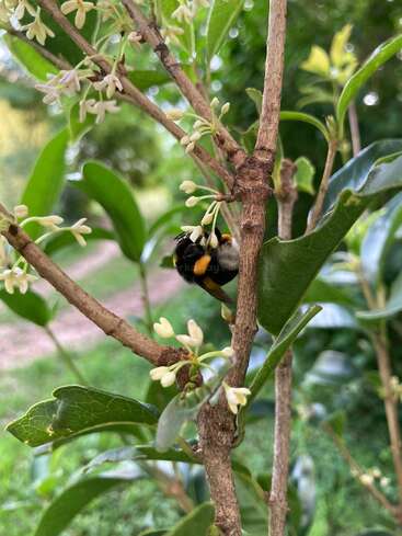 A bumblebee hovers near small white blossoms on a leafy tree branch, highlighting nature’s pollinators. The background is green, lush, and softly blurred.