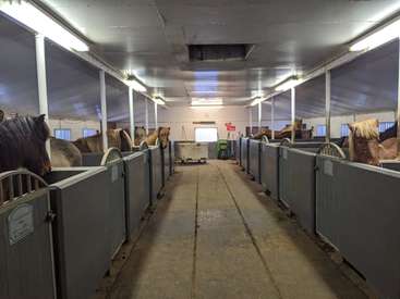 The image depicts a spacious barn with a concrete floor, featuring rows of stalls housing horses, illuminated by fluorescent lights and equipped with windows for natural light.
