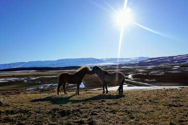 Two horses stand together in a field, with one horse\'s head turned towards the other. The background is filled with green grass and a clear sky. The horses are standing in a fenced area.