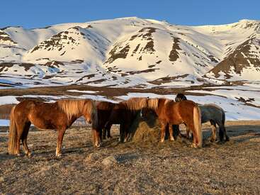 The image depicts a serene winter landscape featuring five horses grazing on hay in a field, with snow-capped mountains serving as a picturesque backdrop.