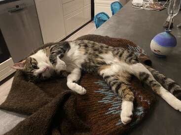 The image depicts a cat reclining on a brown knitted blanket with blue accents, situated on a dark countertop in a kitchen setting.