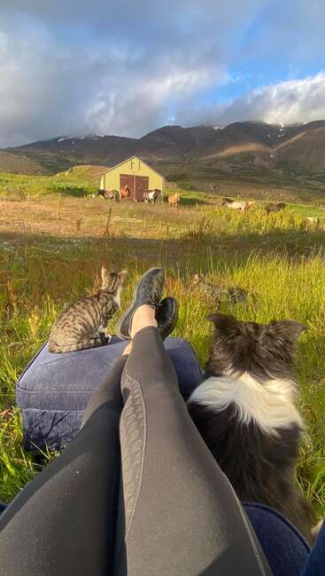 The image depicts a serene scene of a person reclining on a blue cushion in a field, surrounded by a cat and dog, with horses grazing in the distance.