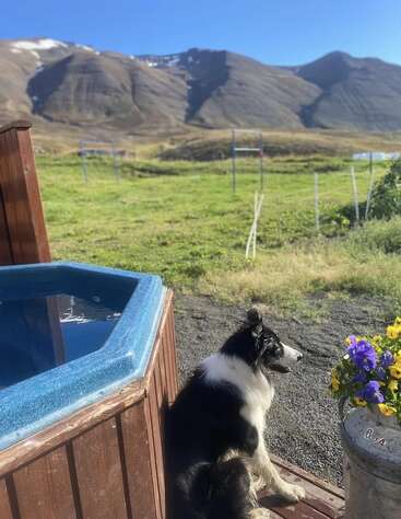 A black and white dog sits beside a hot tub, enjoying a sunny day. Colorful flowers and mountains with patches of snow create a peaceful, scenic backdrop.