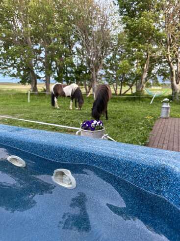A blue hot tub in the foreground, with two horses grazing on green grass, surrounded by trees. Flowers and rustic decor enhance the peaceful outdoor scene.