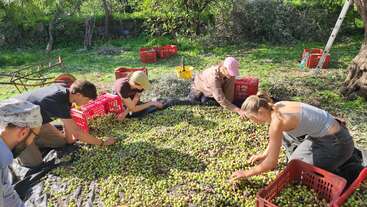Cinco pessoas estão separando azeitonas recém-colhidas ao ar livre. Elas estão ajoelhadas ao redor de uma grande lona preta coberta de azeitonas, colocando-as em caixas plásticas vermelhas.