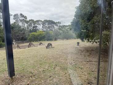 Several kangaroos are grazing on a grassy field, surrounded by trees and bushes under a cloudy sky, as seen through a window from inside a house.