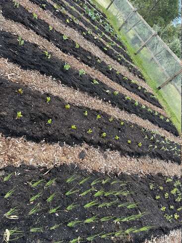 This image shows several rows of young vegetable plants growing in rich, dark soil, separated by paths covered in mulch, within a fenced outdoor garden.