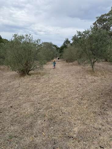 Un camino seco y herboso serpentea por un olivar bajo un cielo nublado. Dos personas, entre ellas un niño vestido de azul, caminan por el sendero.