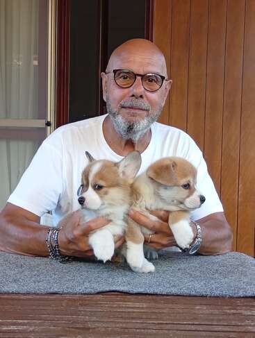 Um homem careca e de óculos, vestindo uma camisa branca, está segurando dois adoráveis e fofos filhotes de corgi sentado em uma mesa de madeira.