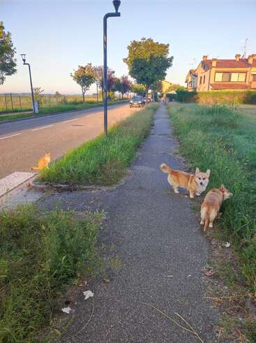 Une rue de banlieue paisible avec de l'herbe verte, un trottoir, deux petits chiens bruns, un chat sur le trottoir, des arbres, des maisons et des voitures garées en arrière-plan.