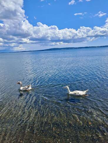 Deux canards nagent gracieusement dans une eau claire et peu profonde, sous un vaste ciel bleu rempli de nuages blancs et cotonneux. Un rivage lointain complète la scène sereine.