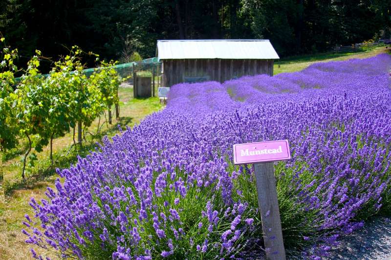 Volunteer at a Lavender Farm on southern Vancouver Island BC Canada