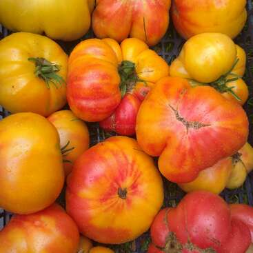 The image shows a collection of tomatoes in various colors, including yellow and red, arranged in a black plastic crate with green grass visible underneath.