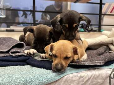 Three adorable puppies cuddle together on a pile of soft blankets, creating a cozy and heartwarming scene. Two are playful, while one naps peacefully.