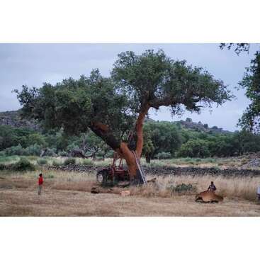 A imagem retrata uma paisagem rural serena com uma grande árvore, um trator e duas pessoas envolvidas em uma atividade em meio a um campo de grama seca e um muro de pedra.