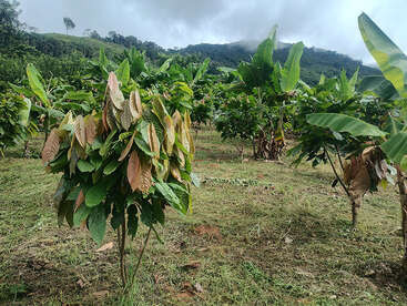 Cette image montre une plantation luxuriante avec des rangées de jeunes arbres, sans doute des cacaoyers et des bananiers, sous un ciel nuageux, entourée de collines verdoyantes et de montagnes au loin.