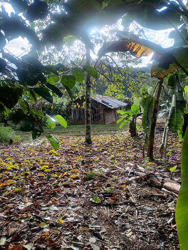 La lumière du soleil filtre à travers un feuillage vert et dense, illuminant une cabane rustique en bois à l'arrière-plan. Les feuilles mortes tapissent le sol, créant une scène tropicale paisible et champêtre.