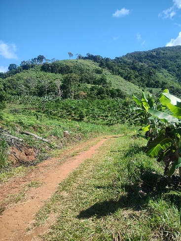 Un chemin de terre serpente à travers des collines verdoyantes, entouré de bananiers et d'une végétation tropicale, sous un ciel bleu éclatant parsemé de nuages. Une scène champêtre sereine.