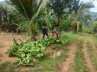 Deux hommes se tiennent près de régimes de bananes plantains vertes fraîchement cueillis sur un chemin de terre, entourés d'une végétation tropicale luxuriante et de palmiers, dans un cadre rural.