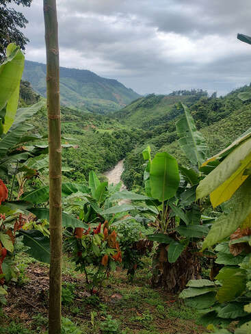 Des collines verdoyantes couvertes de bananiers surplombent une rivière sinueuse sous un ciel nuageux, créant un paysage tropical paisible et vivant, empreint d'une grande beauté naturelle.