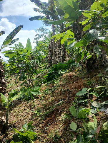 Une colline luxuriante parsemée de bananiers et d'une végétation verdoyante et florissante sous un ciel d'un bleu éclatant, illustrant une végétation saine et variée dans un environnement tropical.