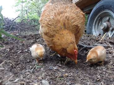 Una gallina marrón picotea el suelo junto a sus dos polluelos amarillos y esponjosos, buscando comida juntos en un entorno natural al aire libre, junto a una carretilla.