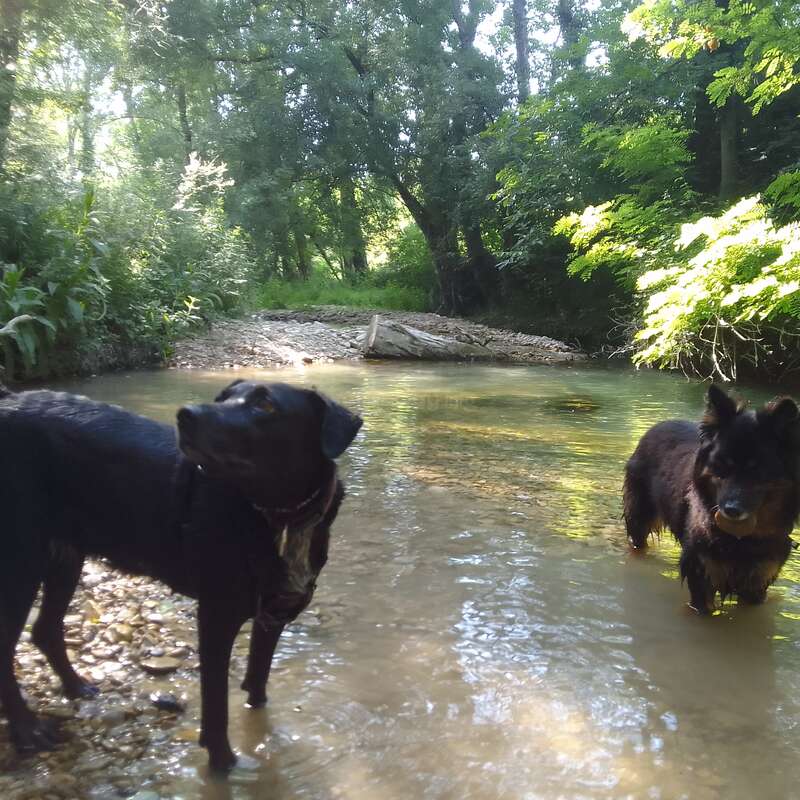 Dos perros están de pie en un arroyo poco profundo rodeado de frondosos árboles verdes. La luz del sol se filtra a través de las hojas, creando una atmósfera tranquila y natural de bosque.