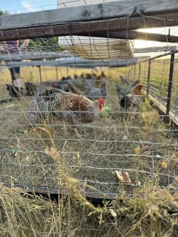 Dentro de una jaula de alambre, sobre hierba seca, varias gallinas picotean y buscan comida. La luz del sol se filtra y una persona permanece de pie al fondo.