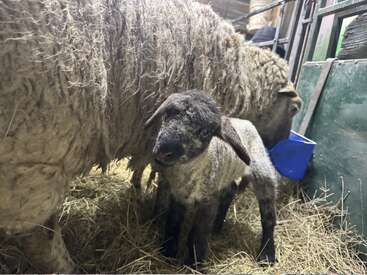 Un cordero está junto a su madre en un granero lleno de paja. La madre está comiendo de un cubo azul. Una acogedora escena rural, con una iluminación suave.