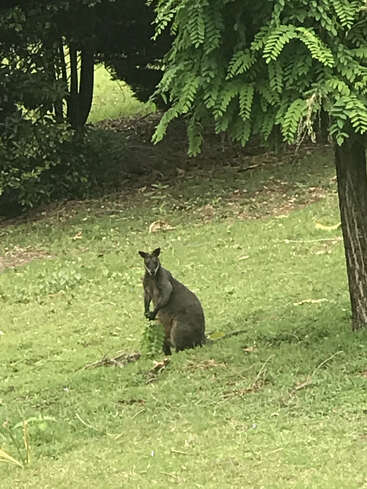Um canguru está na grama verde embaixo de uma árvore, cercado por uma folhagem exuberante e luz do sol, olhando diretamente para a câmera em um parque tranquilo.